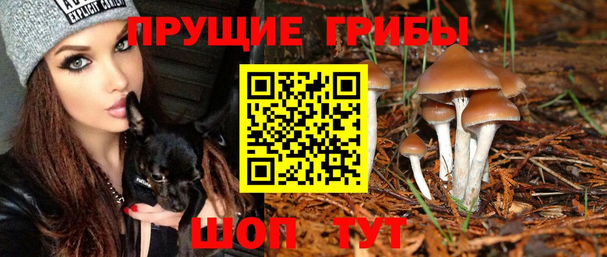 Псилоцибиновые грибы Psilocybe Урюпинск